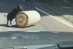 Кабан помог водителям