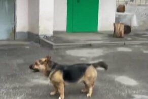 Три породы в одной собаке