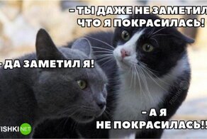 Вся суть отношений между мужчинами и женщинами в мемах и переписках