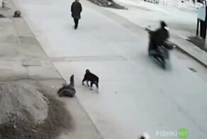 Пёс, рискуя жизнью, спас своего товарища