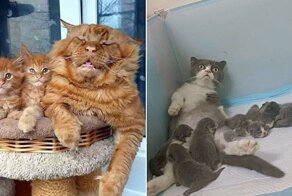 13 эмоциональных фото животных, которые, похоже, не были готовы стать родителями