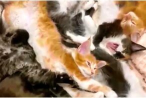Котики захватили кровать хозяйки