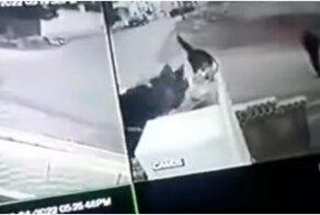Как в мультиках:  кот перехитрил преследующего его пса