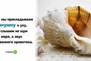 20 фактов, которые точно не годятся для того, чтобы кого-то впечатлить, но узнать их все равно прикольно