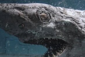 Кадры из заброшенного аквариума, которые напоминают съёмки фильма ужасов