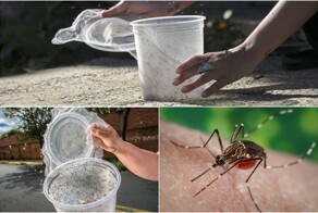 В США выпустят на волю 2 миллиарда генно-модифицированных комаров