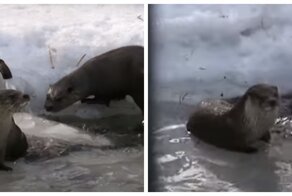 Чистота – залог здоровья: в объектив новосибирского фотографа попало весеннее купание семейства выдр