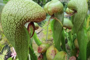 7 растений, которые считаются опасными хищниками