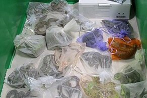 Мужчина спрятал под одеждой 52 рептилии