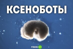 Ксеноботы... революционная технология, которая изменит жизнь следующих поколений
