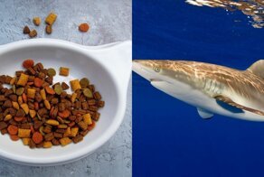 В корме для домашних питомцев обнаружены следы мяса акул, находящихся на грани исчезновения