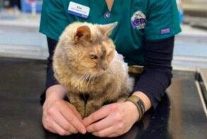 Женщина чудом нашла свою кошку, которая пропала 17 лет назад
