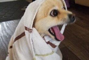 20+ уморительных кадров с животными