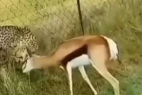 "Вообще не напугал!": косуля спокойно ела траву, пока гепард на неё охотился
