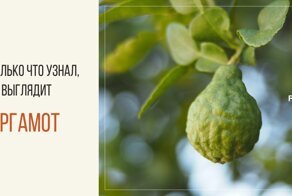 Как выглядят фрукты, овощи и специи до того, как обретают привычный для нас вид