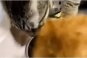 Кот показал соплеменнику, кто в доме хозяин