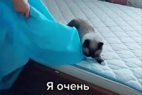 Заботливый кот решил помочь хозяйке