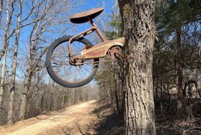 16 случаев, когда деревья поглощали всё, что попадалось на их пути