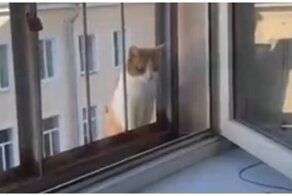 К мужчине в гости постоянно приходят чужие домашние коты