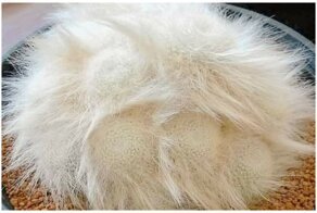 Вы не поверите, что все это земное: 20 самых необычных растений мира, которые вас удивят