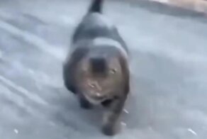 Кот готов к летнему сезону