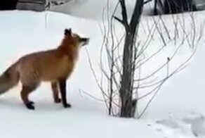 Настойчивая лиса пытается добраться до сала