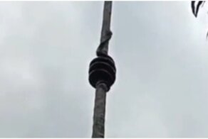 Как змеи залезают на деревья