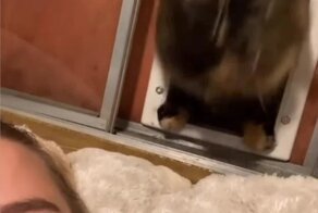 Кошка "порадовала" хозяйку мышью