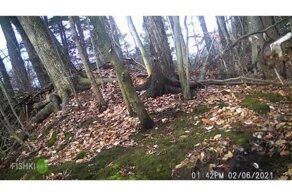 Рога больше не понадобятся