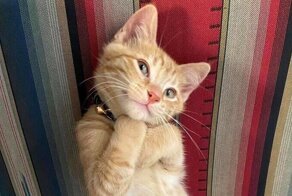 20+ кадров, заряженных кошачьей милотой