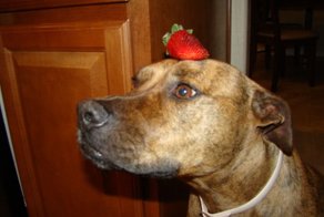 Собака, которая не любит еду (59 фото)