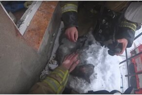 В Нижегородской области пожарные спасли надышавшегося дымом котёнка