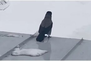 Ворона устала от жизни и шагнула с крыши