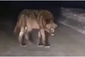 Встреча с жутким волком на дороге