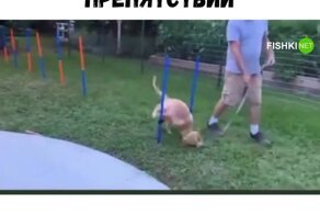 Щенок пытается пройти полосу препятствий