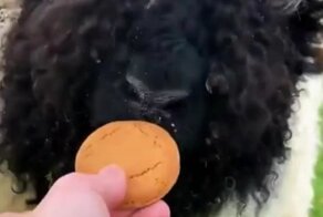 Грозный зверь решил подкрепиться