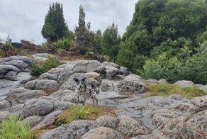 Ситуации, когда люди и животные проявляли внезапное мастерство маскировки