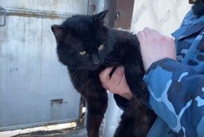 Сотрудники казанской колонии обезвредили кота-наркокурьера