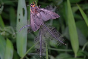 Красавец и чудовище в одном флаконе: как обычная бабочка отрастила необычный орган