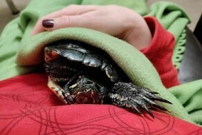 Черепашки тоже могут стать отличными питомцами