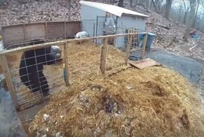Две свиньи обратили дикого медведя в бегство