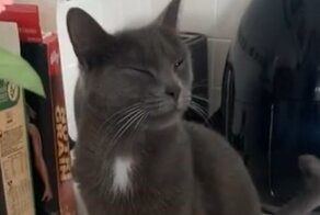 Кот стойко терпит резку лука