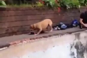 Пёс отобрал скейтборд у подростка