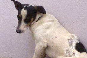 До и после: 10+ добрых фото животных, которых спасли с улицы