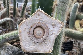 Как это устроено: 20+ фото о внутреннем строении сложных устройств и привычных предметов