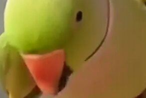 Очень позитивный и разговорчивый попугай