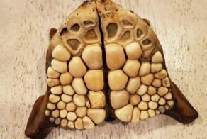 "Что за штука?": 17 раз, когда пользователи сети прояснили ситуацию