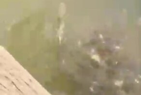 Незваный гость помешал кормёжке