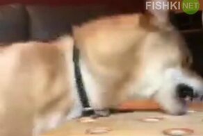 Король драмы