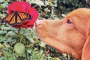 Что за милота: пёс нежно общается с бабочками